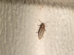 Photinus pyralis
