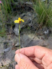 Xyris juncea
