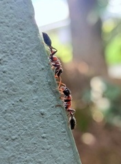 Tetraponera rufonigra