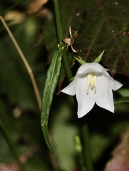 Campanula persicifolia