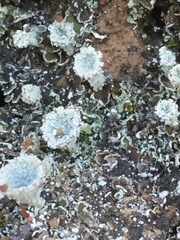 Cladonia grayi