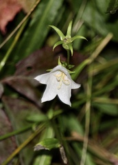 Campanula persicifolia