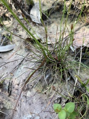 Xyris juncea