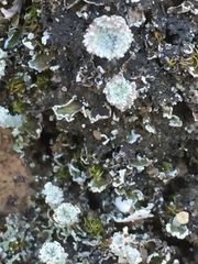 Cladonia grayi