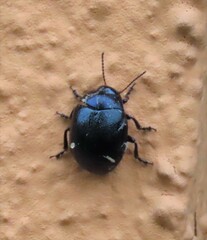 Chrysolina haemoptera