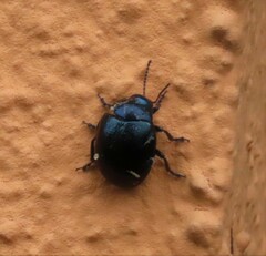 Chrysolina haemoptera