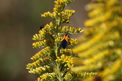 Lycomorpha pholus