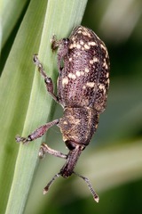 Hylobius abietis