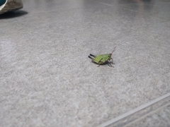 Sphenarium purpurascens