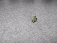 Sphenarium purpurascens