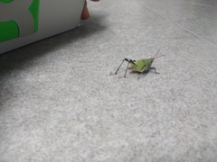 Sphenarium purpurascens