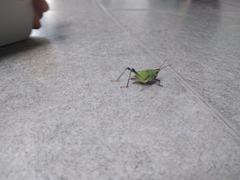 Sphenarium purpurascens