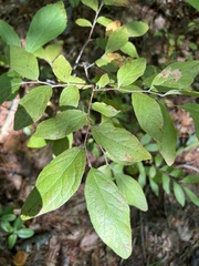 Vaccinium corymbosum