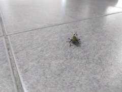 Sphenarium purpurascens