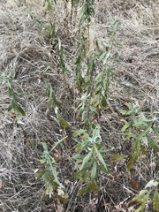 Artemisia douglasiana