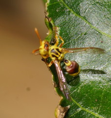 Ropalidia romandi