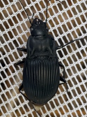 Dicaelus dilatatus