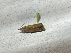 Dichrorampha bittana