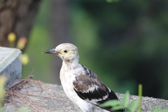 Gracupica nigricollis