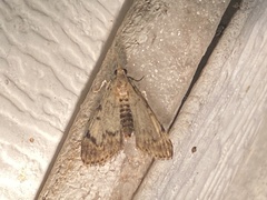 Epipaschia superatalis