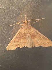 Renia discoloralis