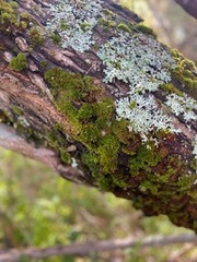 Kindbergia praelonga