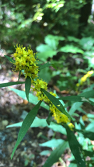 Solidago caesia