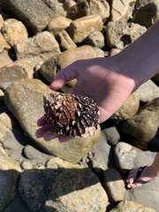 Megastraea undosa