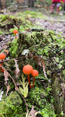 Hygrocybe cantharellus