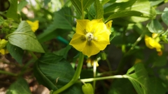 Physalis philadelphica
