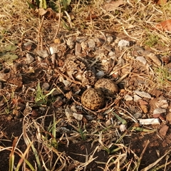 Vanellus coronatus
