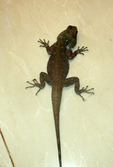Acanthocercus atricollis