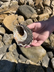 Megastraea undosa