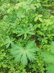 Geranium sylvaticum
