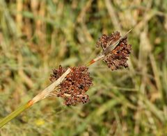 Juncus acutus