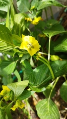 Physalis philadelphica