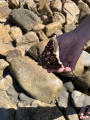 Megastraea undosa