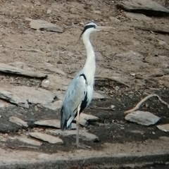 Ardea cinerea cinerea