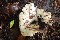 Russula delica