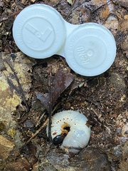 Xyloryctes jamaicensis