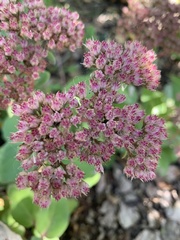 Hylotelephium telephium