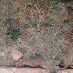 Melaleuca viminalis viminalis