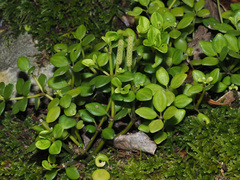 Peperomia tetraphylla