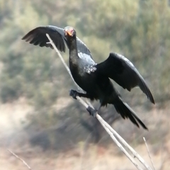 Microcarbo africanus