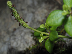 Peperomia tetraphylla