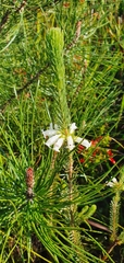 Erica viscaria
