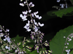 Plectranthus fruticosus