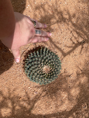 Mammillaria heyderi