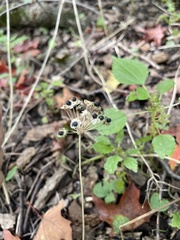 Allium tricoccum