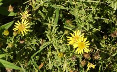 Limbarda crithmoides